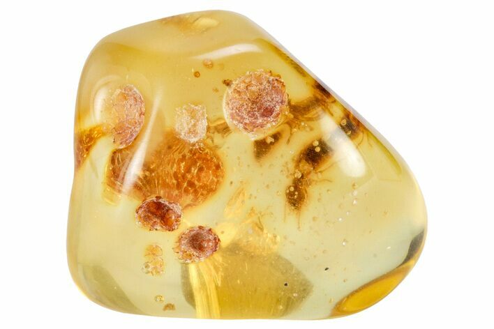 Polished Colombian Copal ( g) - Contains Termites! #326738